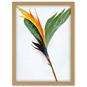 Doppelganger33 LTD Single Bird Paradise Flower Stem With Orange Bloom Artwork Framed Wall Art Print A4 Doppelganger33 LTD Single Bird Paradise Flower Stem With Orange Bloom Artwork Framed Wall Art Print A4