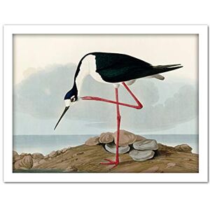 Artery8 Audubon Birds Long Leg Avocet Painting Artwork Framed Wall Art Print 18X24 Inch Artery8 Audubon Birds Long Leg Avocet Painting Artwork Framed Wall Art Print 18X24 Inch