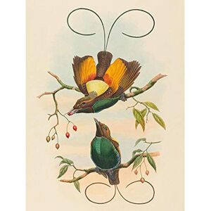Wee Blue Coo John Gould W Hart British Magnificent Bird Paradise Zoology Art Print Poster Wall Decor 12X16 Inch Wee Blue Coo John Gould W Hart British Magnificent Bird Paradise Zoology Art Print Poster Wall Decor 12X16 Inch