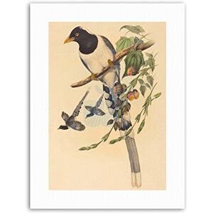 Wee Blue Coo Animal Gould Richter British Magpie Picture Canvas Art Print Wee Blue Coo Animal Gould Richter British Magpie Picture Canvas Art Print