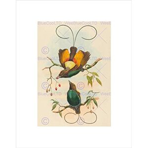 Wee Blue Coo Gould Hart British Magnificent Bird Paradise Art Wall Art Print Wee Blue Coo Gould Hart British Magnificent Bird Paradise Art Wall Art Print