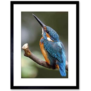 Wee Blue Coo Photo Nature Animal Bird Kingfisher Colourful Framed Print F97X5351 Wee Blue Coo Photo Nature Animal Bird Kingfisher Colourful Framed Print F97X5351
