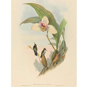 Wee Blue Coo John Gould Hc Richter British Abeilles Hummingbird Zoology Art Print Poster Wall Decor 12X16 Inch Wee Blue Coo John Gould Hc Richter British Abeilles Hummingbird Zoology Art Print Poster Wall Decor 12X16 Inch