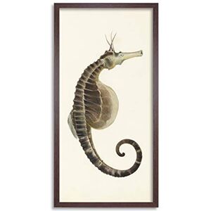 Artery8 Gould Sea Horse Book Fish Illustration Framed Wall Art Print Long 25X12 Inch Artery8 Gould Sea Horse Book Fish Illustration Framed Wall Art Print Long 25X12 Inch