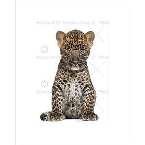 Wee Blue Coo Photo Nature Animal Spotted Leaopard Cub Cute Cool Wall Art Print Wee Blue Coo Photo Nature Animal Spotted Leaopard Cub Cute Cool Wall Art Print