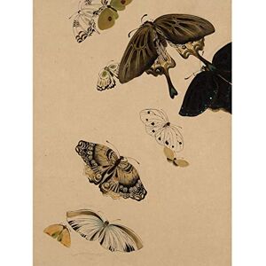 Fine Art Prints Zeshin Butterflies Japanese Laquer Painting Large Wall Art Poster Print Thick Paper 18X24 Inch Fine Art Prints Zeshin Butterflies Japanese Laquer Painting Large Wall Art Poster Print Thick Paper 18X24 Inch