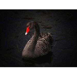 Wee Blue Coo Nature Bird Black Swan Lake Pupuke Beautiful Art Print Poster Wall Decor 12X16 Inch Wee Blue Coo Nature Bird Black Swan Lake Pupuke Beautiful Art Print Poster Wall Decor 12X16 Inch