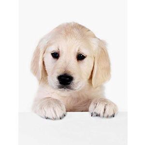 Wee Blue Coo Puppy Baby Golden Retriever Dog Pet Art Print Poster Wall Decor 12X16 Inch Wee Blue Coo Puppy Baby Golden Retriever Dog Pet Art Print Poster Wall Decor 12X16 Inch