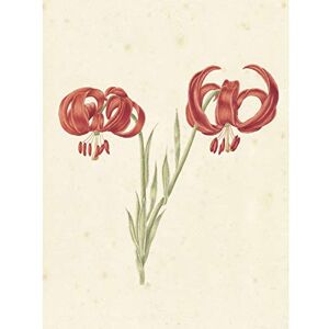 Artery8 Lintheimer Red Lily Flowers Petals Painting Large Wall Art Poster Print Thick Paper 18X24 Inch Artery8 Lintheimer Red Lily Flowers Petals Painting Large Wall Art Poster Print Thick Paper 18X24 Inch
