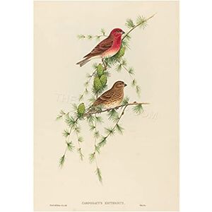 Wee Blue Coo Painting Bird Gould Common Rose Finch Wall Art Print Wee Blue Coo Painting Bird Gould Common Rose Finch Wall Art Print