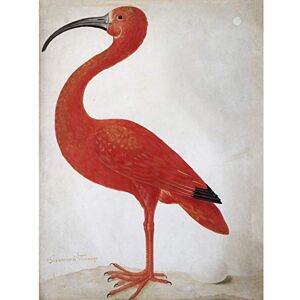Artery8 Merian Scarlet Ibis Bird With Egg Skin Painting Large Wall Art Poster Print Thick Paper 18X24 Inch Artery8 Merian Scarlet Ibis Bird With Egg Skin Painting Large Wall Art Poster Print Thick Paper 18X24 Inch