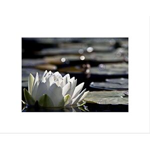 Wee Blue Coo Nature Flower Lotus Water Lily Beautiful Wall Art Print Wee Blue Coo Nature Flower Lotus Water Lily Beautiful Wall Art Print
