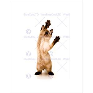 Wee Blue Coo SIAMESE KITTEN CAT PLAYING BLACK FRAME FRAMED ART PRINT PICTURE MOUNT B12X8349 Wee Blue Coo SIAMESE KITTEN CAT PLAYING BLACK FRAME FRAMED ART PRINT PICTURE MOUNT B12X8349