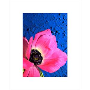 Wee Blue Coo Pink Flower Blue Close Up Bloom Black Frame Framed Art Print Picture B12X9667 Wee Blue Coo Pink Flower Blue Close Up Bloom Black Frame Framed Art Print Picture B12X9667