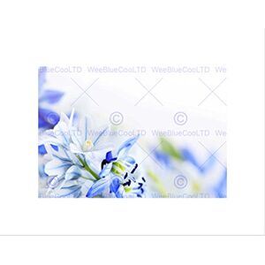 Wee Blue Coo PHOTO COMPOSITION BLUE WHITE FLOWER MACRO PETAL FRAMED ART PRINT MOUNT B12X13045 Wee Blue Coo PHOTO COMPOSITION BLUE WHITE FLOWER MACRO PETAL FRAMED ART PRINT MOUNT B12X13045