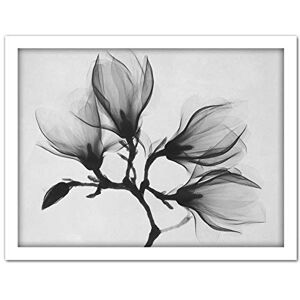 Wee Blue Coo Magnolia Branch Xray Artwork Framed Wall Art Print 18X24 Inch Wee Blue Coo Magnolia Branch Xray Artwork Framed Wall Art Print 18X24 Inch