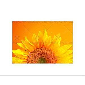 Wee Blue Coo Single Sunflower Bloom Orange Yellow Black Framed Art Print Picture B12X9593 Wee Blue Coo Single Sunflower Bloom Orange Yellow Black Framed Art Print Picture B12X9593