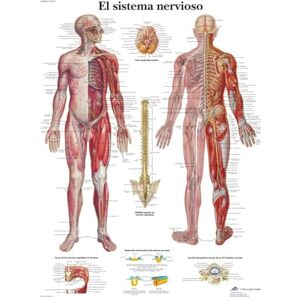 3B Scientific – Laminated Human Ear Chart – UV & Dust-Protected Anatomy Poster for Study, Teaching & Clinics 3B Scientific – Laminated Human Ear Chart – UV & Dust-Protected Anatomy Poster for Study, Teaching & Clinics