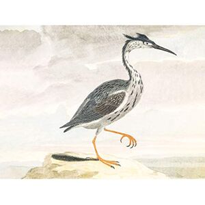 Fine Art Prints Bird Heron Vintage Illustration Large Wall Art Print Canvas Premium Poster Fine Art Prints Bird Heron Vintage Illustration Large Wall Art Print Canvas Premium Poster