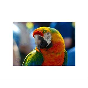 Wee Blue Coo Animal Bird Parrot Colour Cool Feather Picture Wall Art Print Wee Blue Coo Animal Bird Parrot Colour Cool Feather Picture Wall Art Print