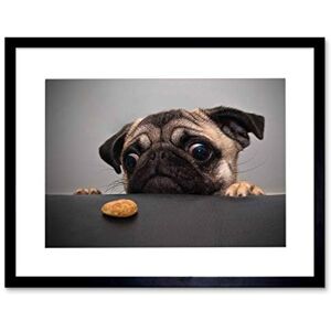 Wee Blue Coo Animal Photo Portrait Pug Dog Treat Food Eyes Cute Framed Print Picture F12X185 Wee Blue Coo Animal Photo Portrait Pug Dog Treat Food Eyes Cute Framed Print Picture F12X185