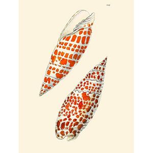Wee Blue Coo Seashell Orange Spotted Conical Art Print Poster Wall Decor 12X16 Inch Wee Blue Coo Seashell Orange Spotted Conical Art Print Poster Wall Decor 12X16 Inch