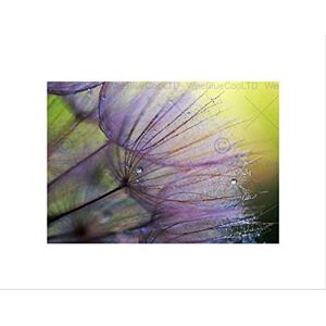 Wee Blue Coo Lilac Flower Plant Seed Macro Art Picture Wall Art Print Wee Blue Coo Lilac Flower Plant Seed Macro Art Picture Wall Art Print