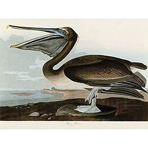 Artery8 Audubon Birds Pelican Brown Painting Unframed Wall Art Print Poster Home Decor Premium Artery8 Audubon Birds Pelican Brown Painting Unframed Wall Art Print Poster Home Decor Premium