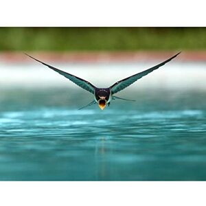 Artery8 Sanchezn Swallow Bird Drinking Swimming Pool Photo Art Print Canvas Premium Wall Decor Poster Mural Artery8 Sanchezn Swallow Bird Drinking Swimming Pool Photo Art Print Canvas Premium Wall Decor Poster Mural