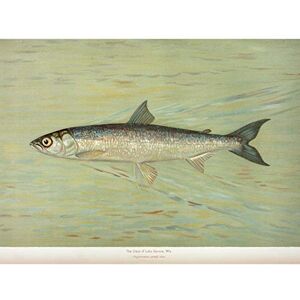 Artery8 Petrie North American Fishes Cisco Illustration Premium Wall Art Canvas Print 18X24 Inch Artery8 Petrie North American Fishes Cisco Illustration Premium Wall Art Canvas Print 18X24 Inch