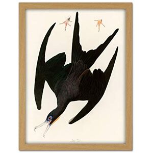 Artery8 Audubon Birds Frigate Pelican Painting Artwork Framed Wall Art Print 18X24 Inch Artery8 Audubon Birds Frigate Pelican Painting Artwork Framed Wall Art Print 18X24 Inch