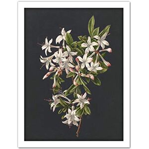 Artery8 De Gijselaar Branch Of Azaleas In Bloom Flowers Artwork Framed Wall Art Print 18X24 Inch Artery8 De Gijselaar Branch Of Azaleas In Bloom Flowers Artwork Framed Wall Art Print 18X24 Inch