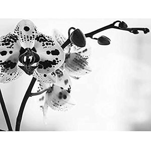 Wee Blue Coo Spotted Orchid Photograph Unframed Art Print Poster Wall Decor 12x16 inch Wee Blue Coo Spotted Orchid Photograph Unframed Art Print Poster Wall Decor 12x16 inch