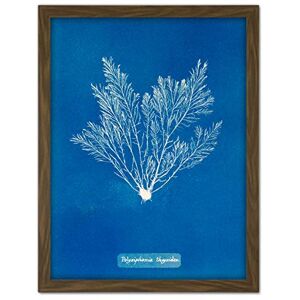 Artery8 Atkins British Algae Photo Thuja Like Polysiphonia Artwork Framed Wall Art Print 18X24 Inch Artery8 Atkins British Algae Photo Thuja Like Polysiphonia Artwork Framed Wall Art Print 18X24 Inch