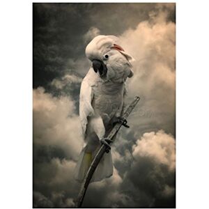 Wee Blue Coo Photo Animal Composition Portrait Cockatoo Clouds Wall Art Print Wee Blue Coo Photo Animal Composition Portrait Cockatoo Clouds Wall Art Print