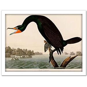 Artery8 Audubon Birds Florida Cormorant Painting Artwork Framed Wall Art Print 18X24 Inch Artery8 Audubon Birds Florida Cormorant Painting Artwork Framed Wall Art Print 18X24 Inch