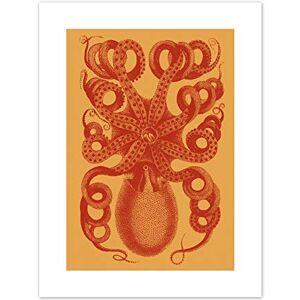 Fine Art Prints Octopus Coral Yellow Art Print Canvas Premium Wall Decor Poster Fine Art Prints Octopus Coral Yellow Art Print Canvas Premium Wall Decor Poster