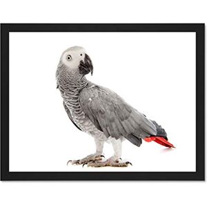 Wee Blue Coo Nature Animal Bird African Grey Parrot Cool Beak Feathers Large Framed Art Print Poster Wall Decor 18x24 inch Wee Blue Coo Nature Animal Bird African Grey Parrot Cool Beak Feathers Large Framed Art Print Poster Wall Decor 18x24 inch