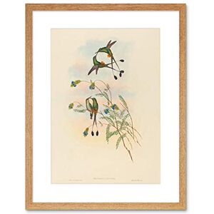 Wee Blue Coo Painting Bird Gould Peruvian Racket Tail Framed Wall Art Print Wee Blue Coo Painting Bird Gould Peruvian Racket Tail Framed Wall Art Print