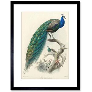 Wee Blue Coo 9x7 '' ANIMAL PEACOCK BIRD SCIENTIFIC PAVO CRISTATUS FRAMED ART PRINT F97X424 Wee Blue Coo 9x7 '' ANIMAL PEACOCK BIRD SCIENTIFIC PAVO CRISTATUS FRAMED ART PRINT F97X424
