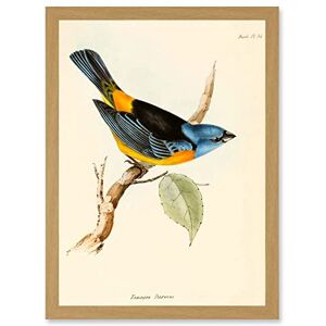 Wee Blue Coo Scientific Bird Illustration Finch Tanagra Charles Darwin Artwork Framed Wall Art Print A4 Wee Blue Coo Scientific Bird Illustration Finch Tanagra Charles Darwin Artwork Framed Wall Art Print A4