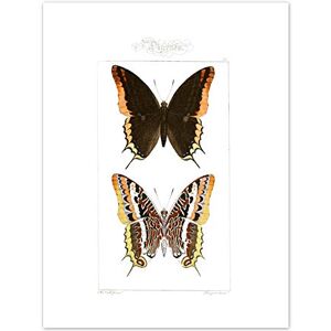 Fine Art Prints Butterflies Black and Brown Pattern Art Print Canvas Premium Wall Decor Poster Fine Art Prints Butterflies Black and Brown Pattern Art Print Canvas Premium Wall Decor Poster