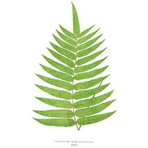 Wee Blue Coo Fern Polypodium Albo Punctatum Large Wall Art Print Canvas Premium Poster Wee Blue Coo Fern Polypodium Albo Punctatum Large Wall Art Print Canvas Premium Poster