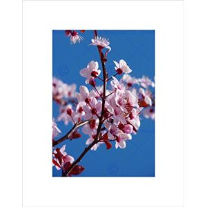 Wee Blue Coo NATURE PLANT FLOWER CHERRY BLOSSOM PINK JAPAN BLACK FRAMED ART PRINT B12X4096 Wee Blue Coo NATURE PLANT FLOWER CHERRY BLOSSOM PINK JAPAN BLACK FRAMED ART PRINT B12X4096