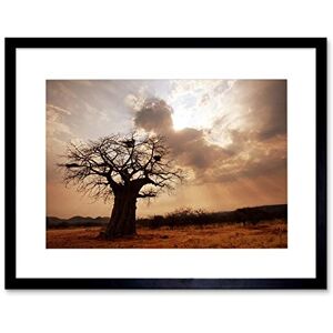 Wee Blue Coo Photo Landscape Single Lone Baobab Tree Sunbeam Framed Wall Art Print Wee Blue Coo Photo Landscape Single Lone Baobab Tree Sunbeam Framed Wall Art Print