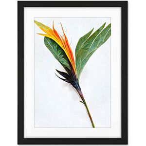 Doppelganger33 LTD Single Bird Paradise Flower Stem With Orange Bloom Artwork Framed Wall Art Print 18X24 Inch Doppelganger33 LTD Single Bird Paradise Flower Stem With Orange Bloom Artwork Framed Wall Art Print 18X24 Inch