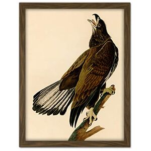 Artery8 Audubon Birds Eagle White Head Painting Artwork Framed Wall Art Print 18X24 Inch Artery8 Audubon Birds Eagle White Head Painting Artwork Framed Wall Art Print 18X24 Inch