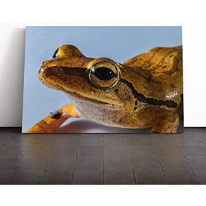 Big Box Art Tree Frog (4) Canvas Print Gallery Wrapped 30mm Frame Wall Art 30x20 inches Ready to Hang Modern Animals Picture Living Room Bedroom Lounge Office Big Box Art Tree Frog (4) Canvas Print Gallery Wrapped 30mm Frame Wall Art 30x20 inches Ready to Hang Modern Animals Picture Living Room Bedroom Lounge Office