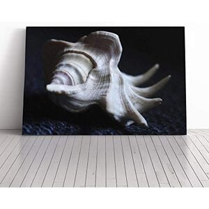 Big Box Art Shell Seashell (3) Canvas Print Gallery Wrapped 30mm Frame Wall Art 24x16 inches Ready to Hang Modern Animals Picture Living Room Bedroom Lounge Office Big Box Art Shell Seashell (3) Canvas Print Gallery Wrapped 30mm Frame Wall Art 24x16 inches Ready to Hang Modern Animals Picture Living Room Bedroom Lounge Office