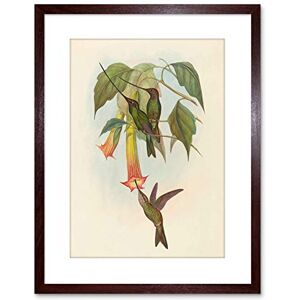 Wee Blue Coo PAINTING BIRD GOULD SWORD BILLED HUMMINGBIRD FRAMED PRINT F97X3778 Wee Blue Coo PAINTING BIRD GOULD SWORD BILLED HUMMINGBIRD FRAMED PRINT F97X3778